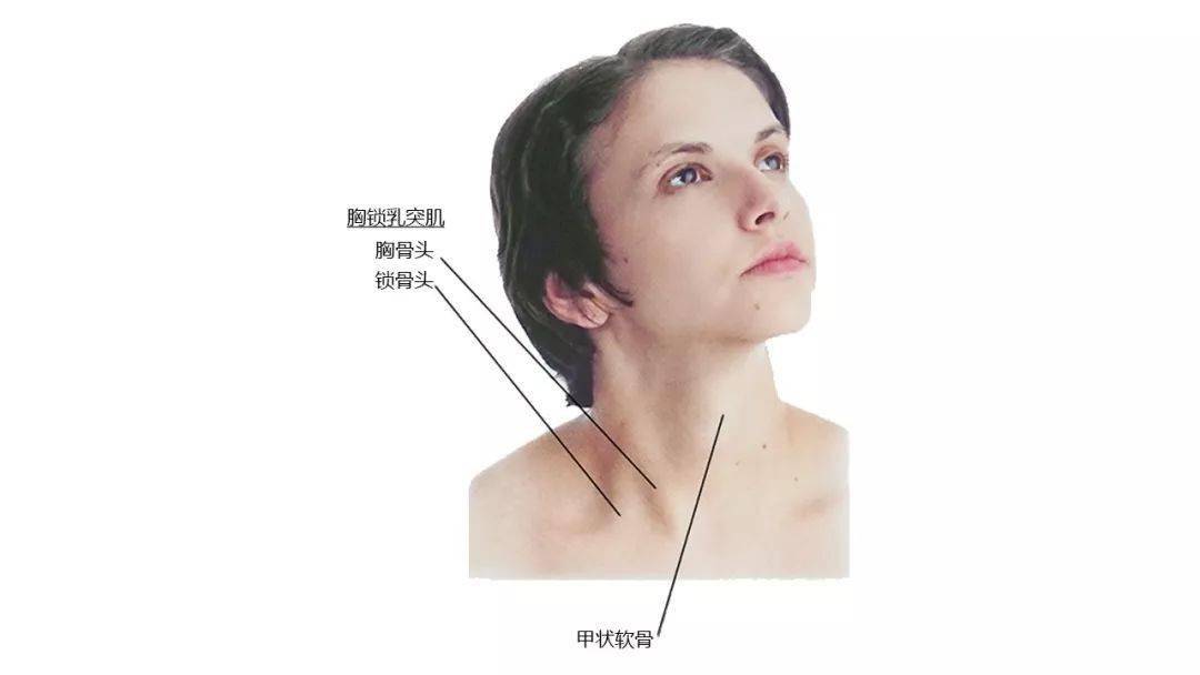 颈侧后部表面解剖