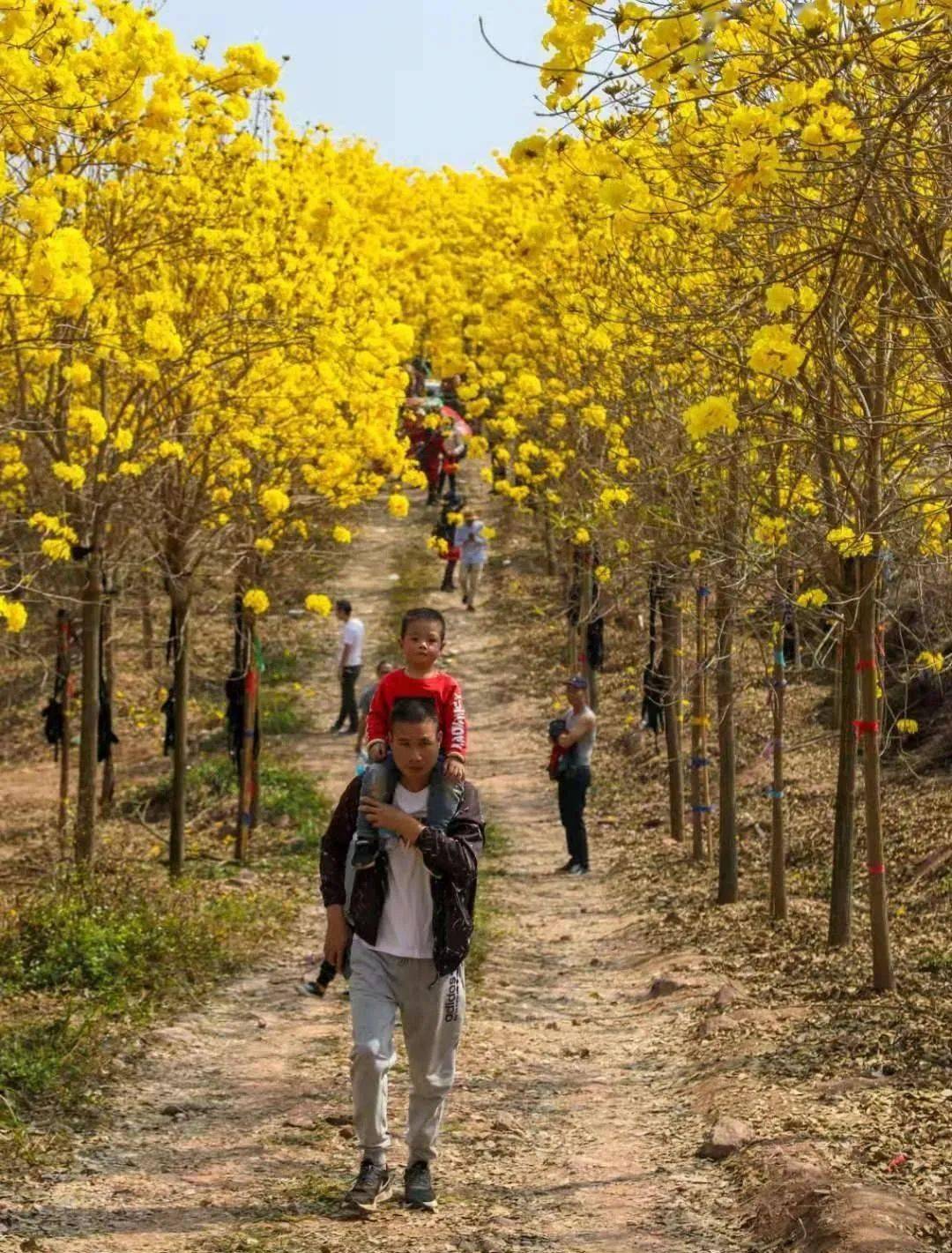 高要区白土镇人口普查_高要区第一小学(3)