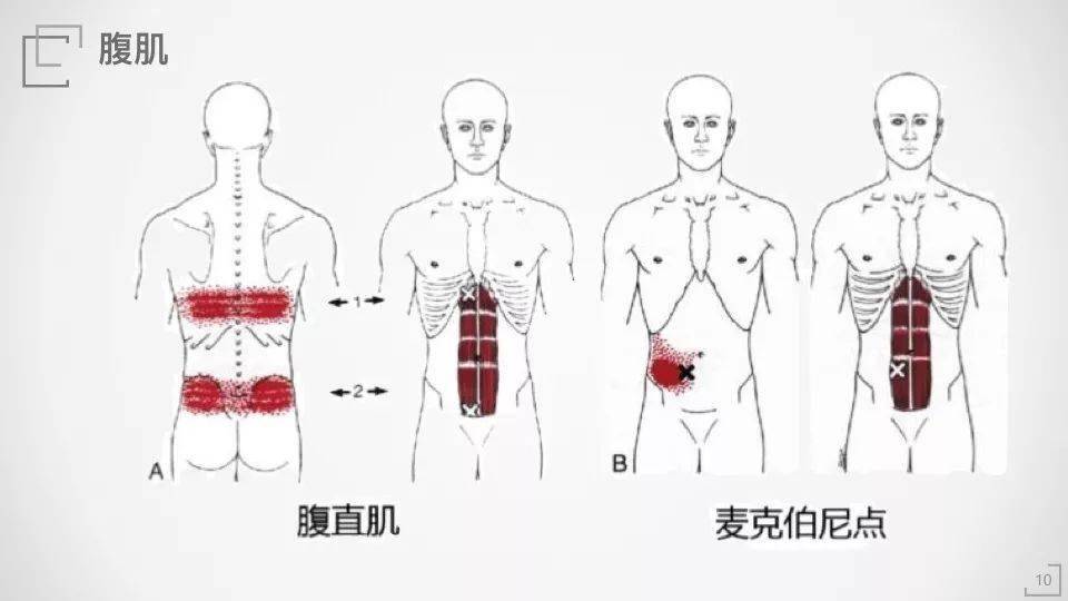 腹直肌你真的清楚它的解剖和功能吗