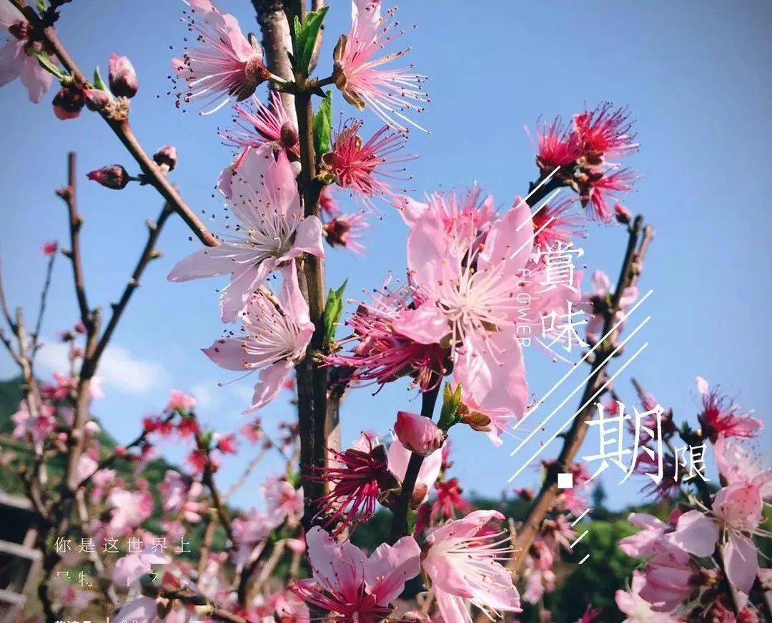 走一起迎接3月桃花节为了我们的桃花运他们准备好了