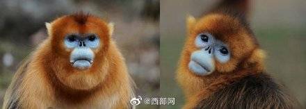 动物|精准度94.1%！西北大学“猴脸识别技术”可识别约200只秦岭金丝猴