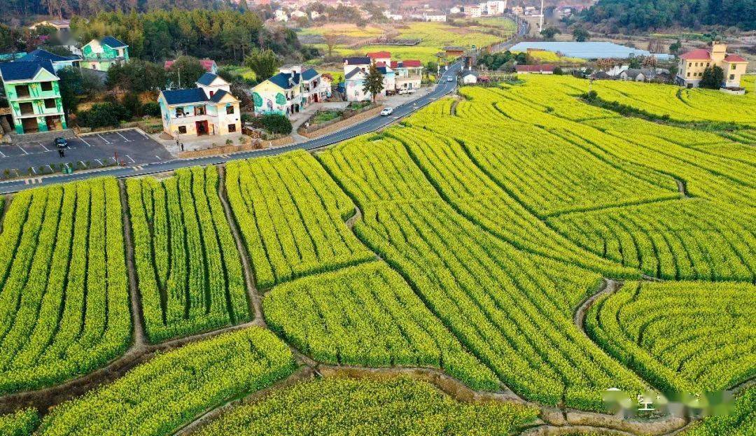 2月20日,航拍江西省吉安市万安县田北农民画村景区,只见油菜花盛开,田