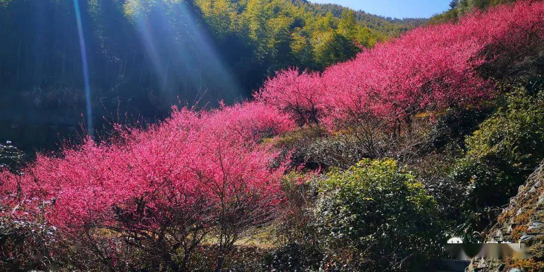 賞花正當時黃山花谷宮粉梅搖曳生姿