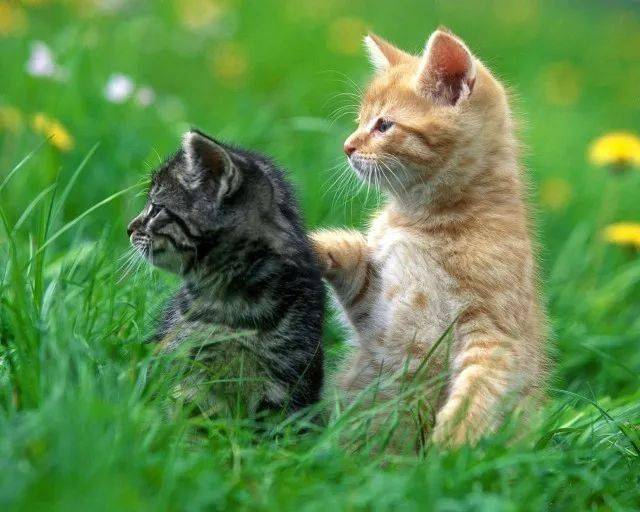 哪些养猫行为 其实是在让猫咪承受痛苦 营养素