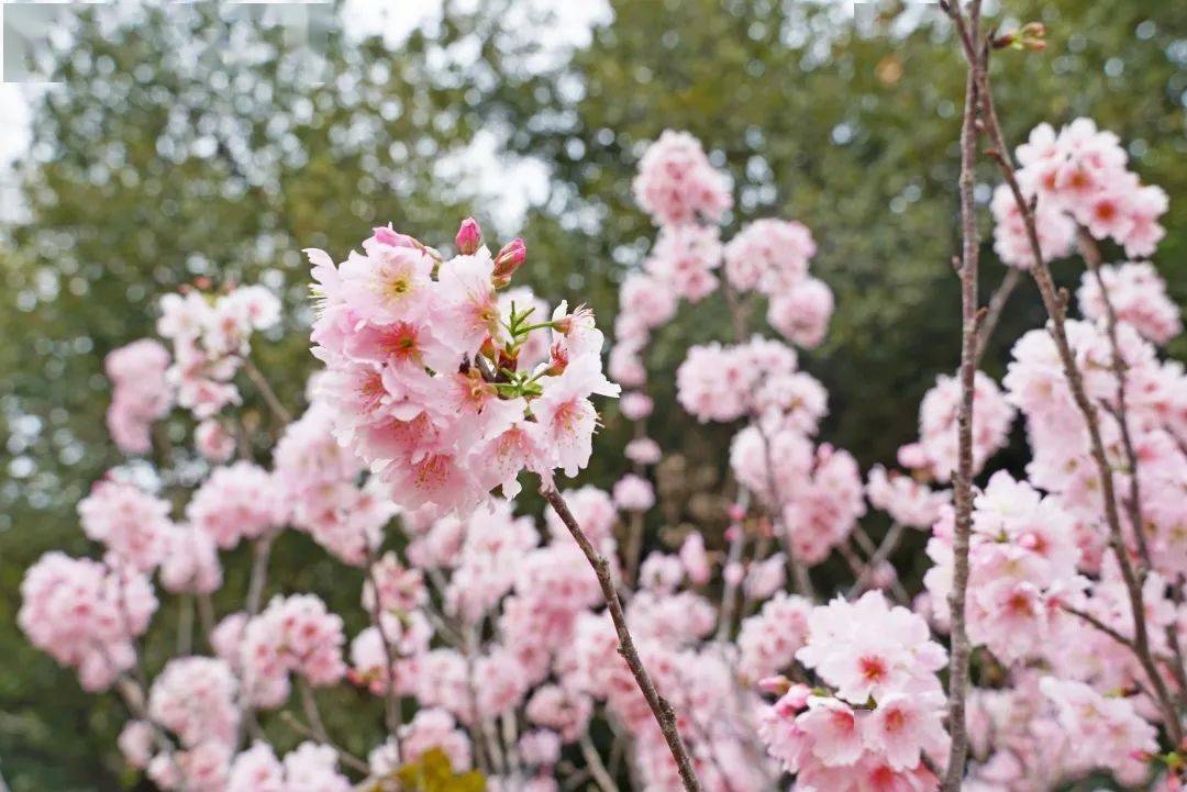 一到春天，这里就成了“花的海洋”！禅城赏花地图，get√