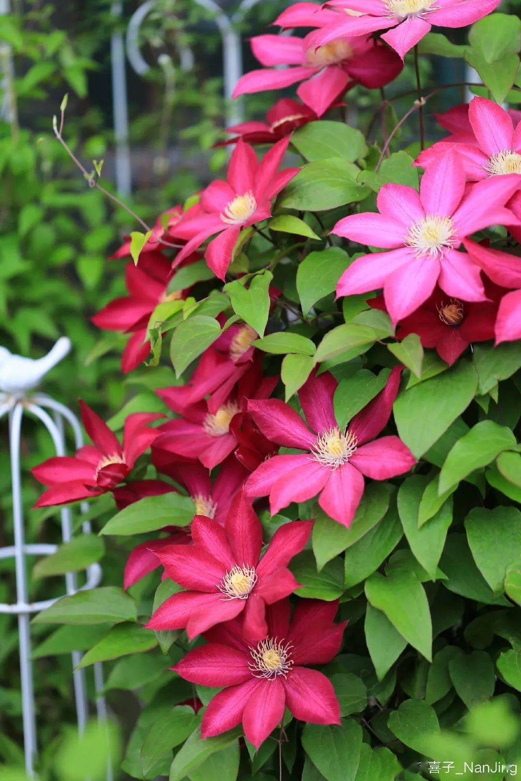 61 波旁王朝 6108喜子_nanjing它的植株高在1.