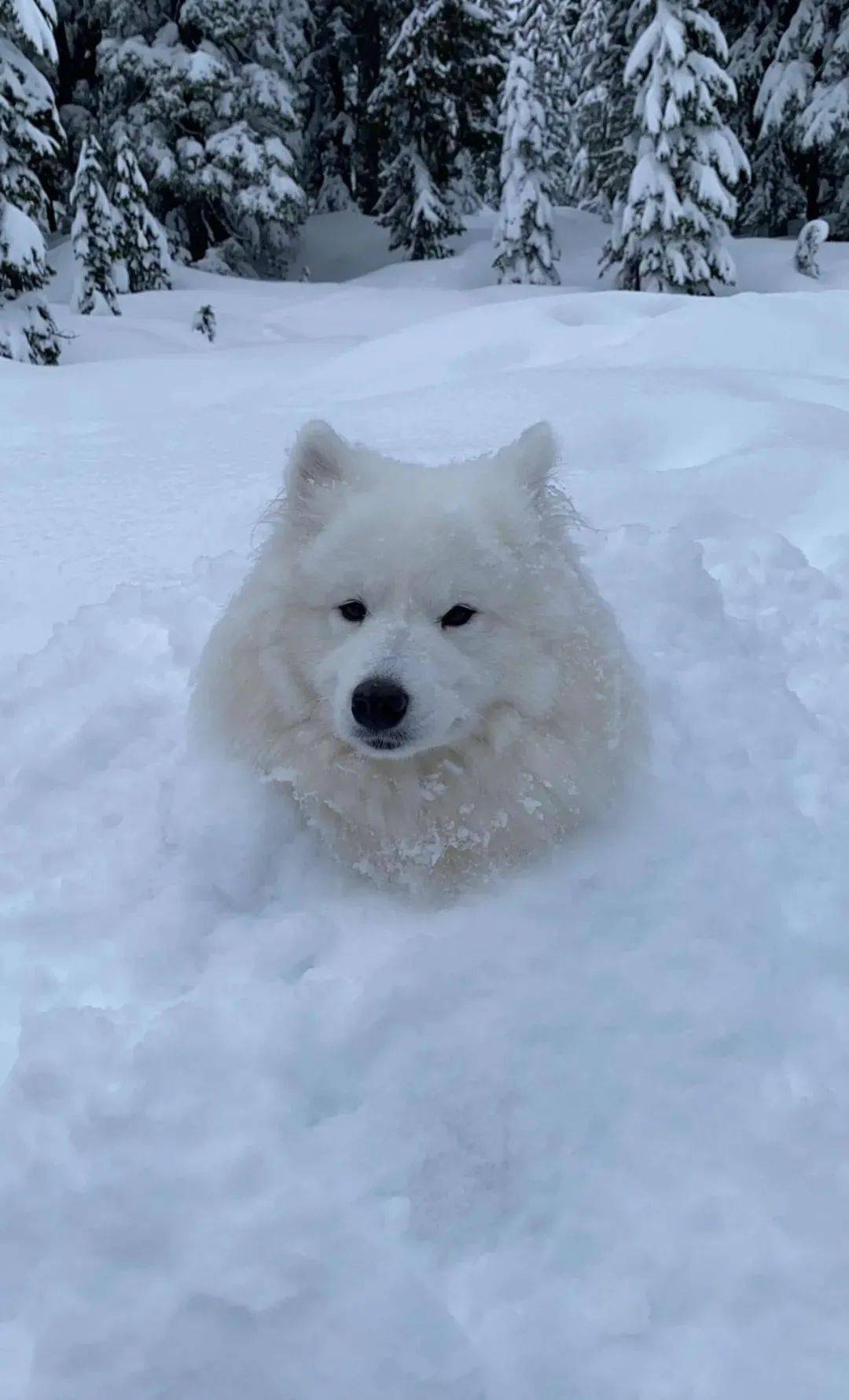 萨摩犬疑似被困雪地中 全身被雪覆盖 可怜但又可爱 Echo