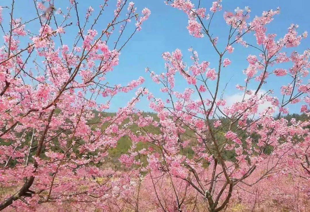 周末特价98￥2月27日周六楠溪江雁楠逸园的樱花开了很粉屿北古村一