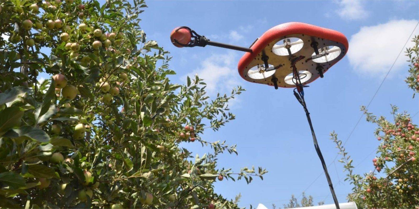 水果|疫情致大批水果因没人摘而烂在果园，以色列公司用AI无人机全自动采摘