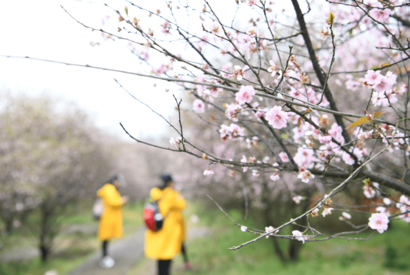 长沙周末踏春赏梅，这个好地方你可能不知道