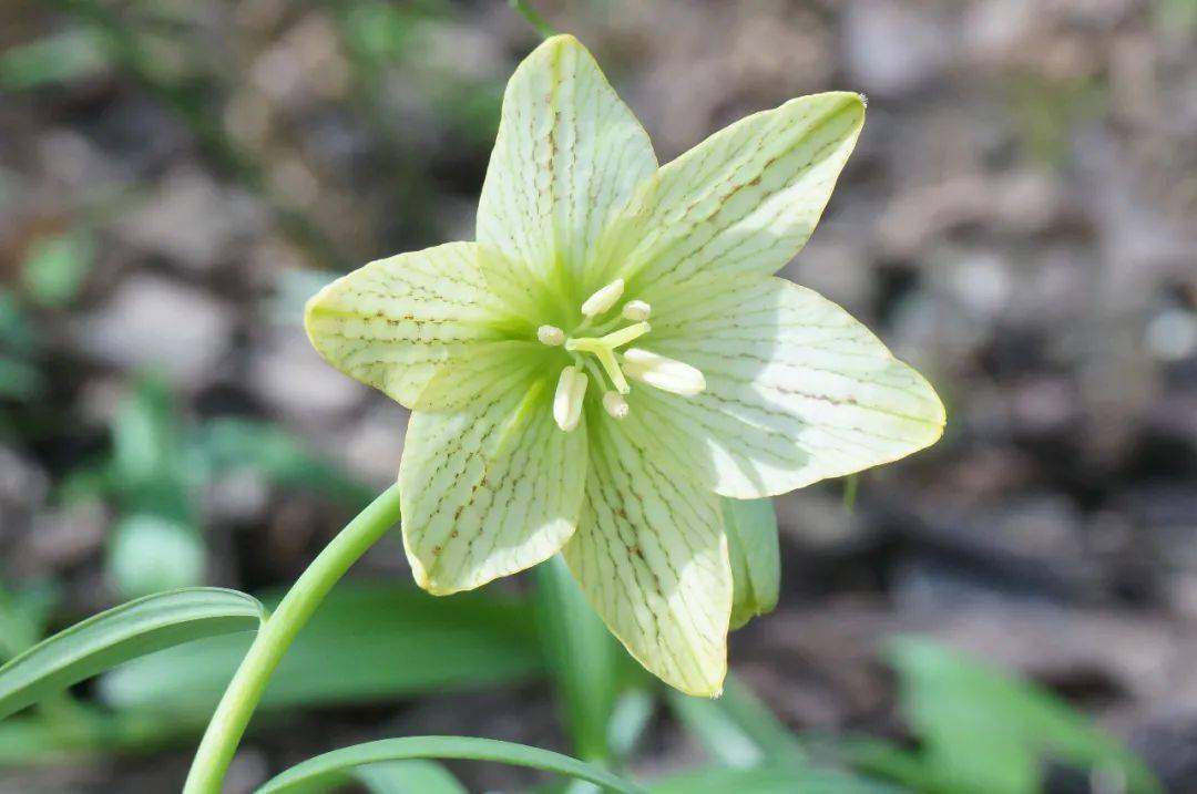 春风吹开浙贝母
