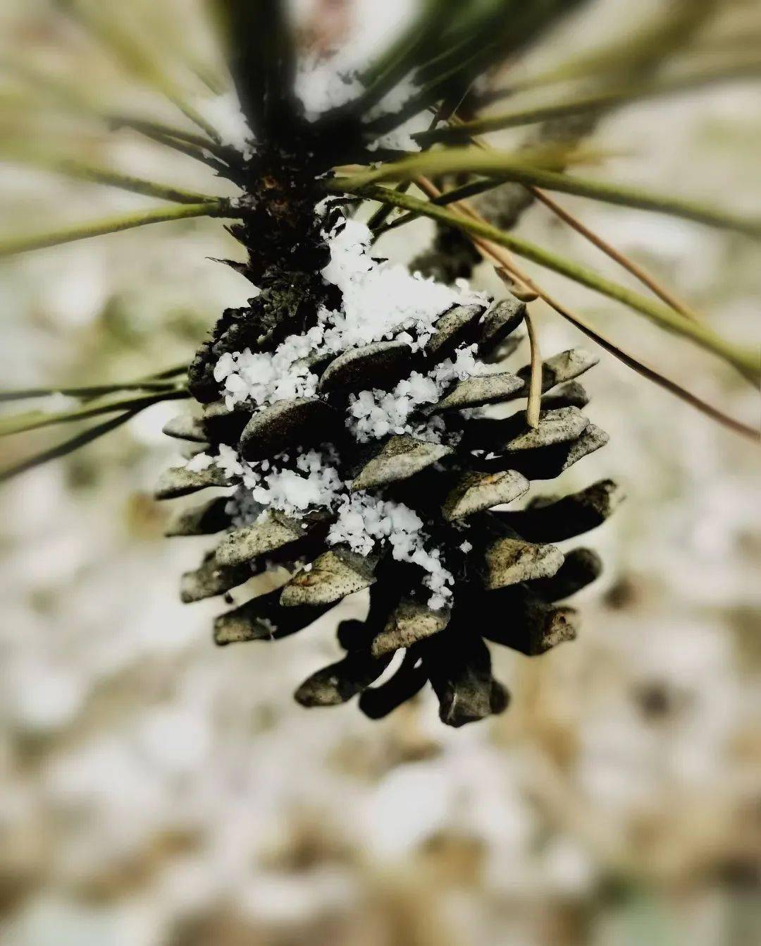 我们熟悉的狗尾草在雪花的映衬下也变得秀气了起来迎春花遇上米粒雪