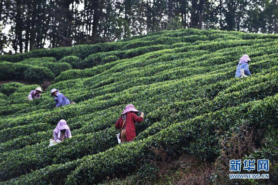 茶山春意_昭平縣