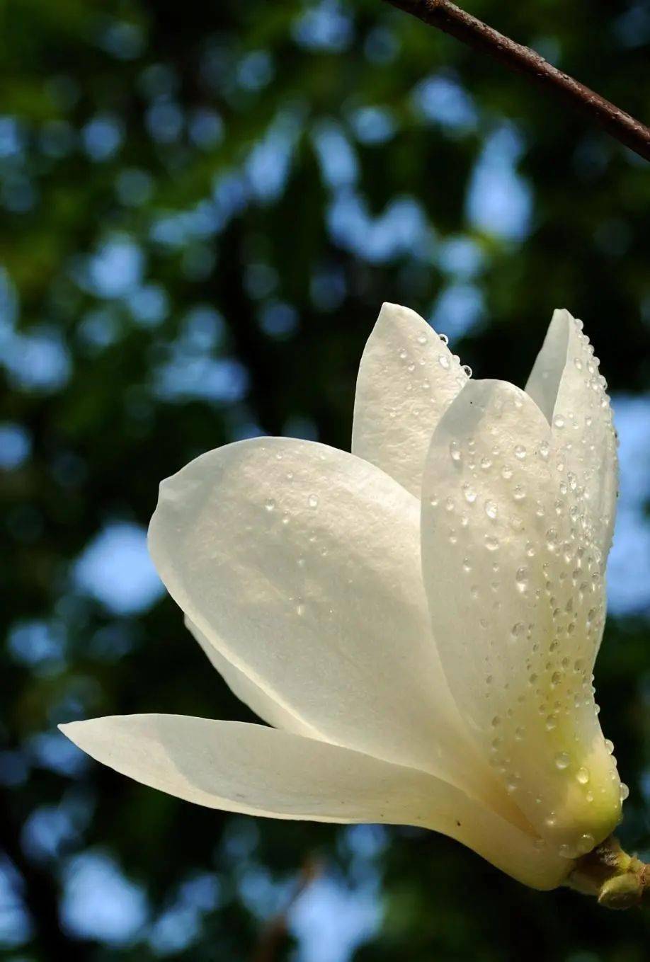 白兰花和白玉兰是一种花吗 白兰花和白玉兰的区别
