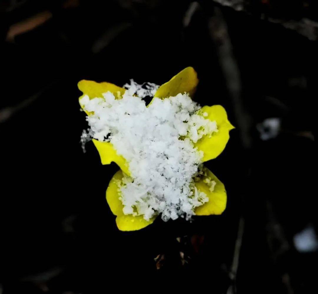 迎春花遇上米粒雪奏响了春和冬交织的乐章雪花覆盖着红瓦白墙像是梦中