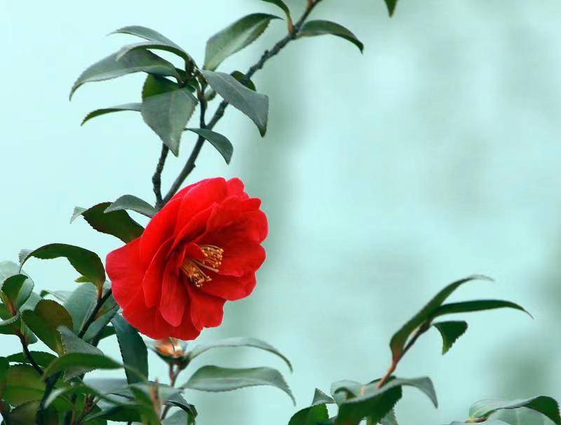 近百种草花次第绽放 上海共青森林公园进入春季赏花季