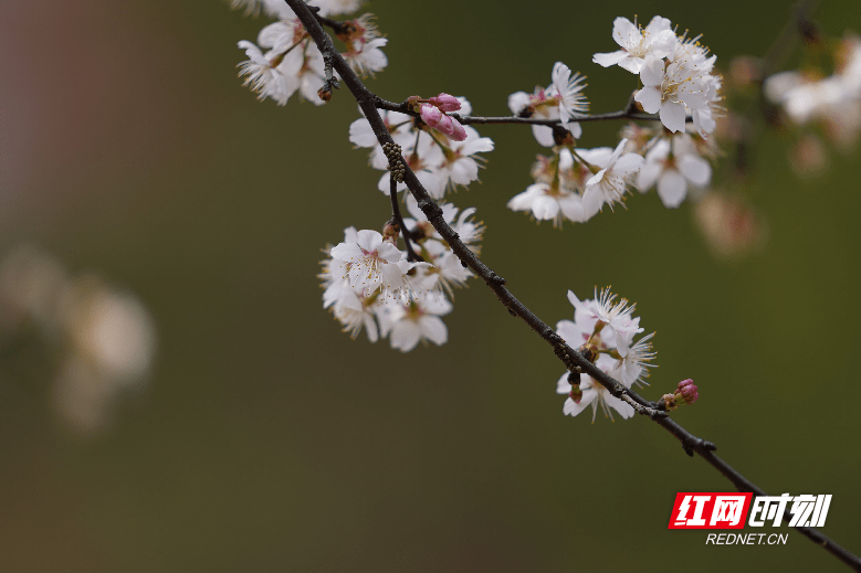 初春的味道丨长沙最西边这山上暗藏万亩野樱花 惊艳了整个春天