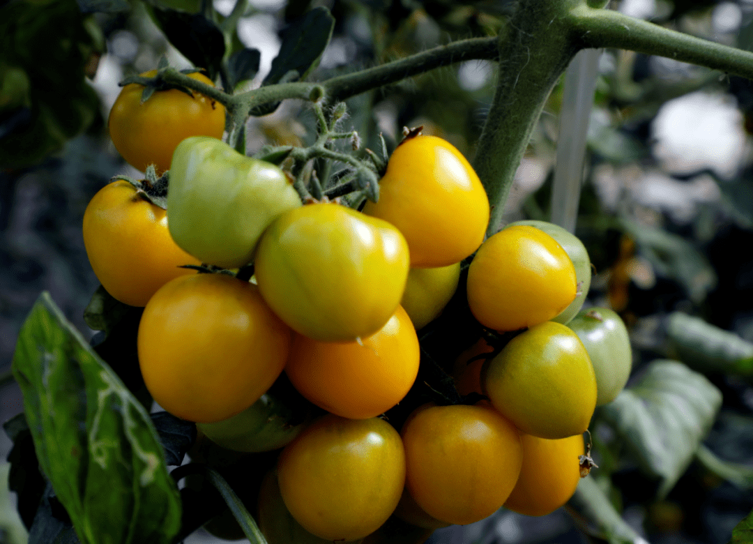 上海旺卉果蔬种植专业合作社的大棚里,一排排水果番茄藤约有一米多高
