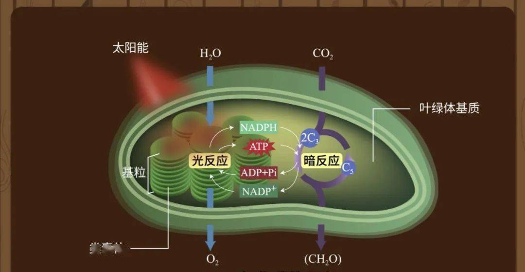 光合作用卡尔文循环图图片