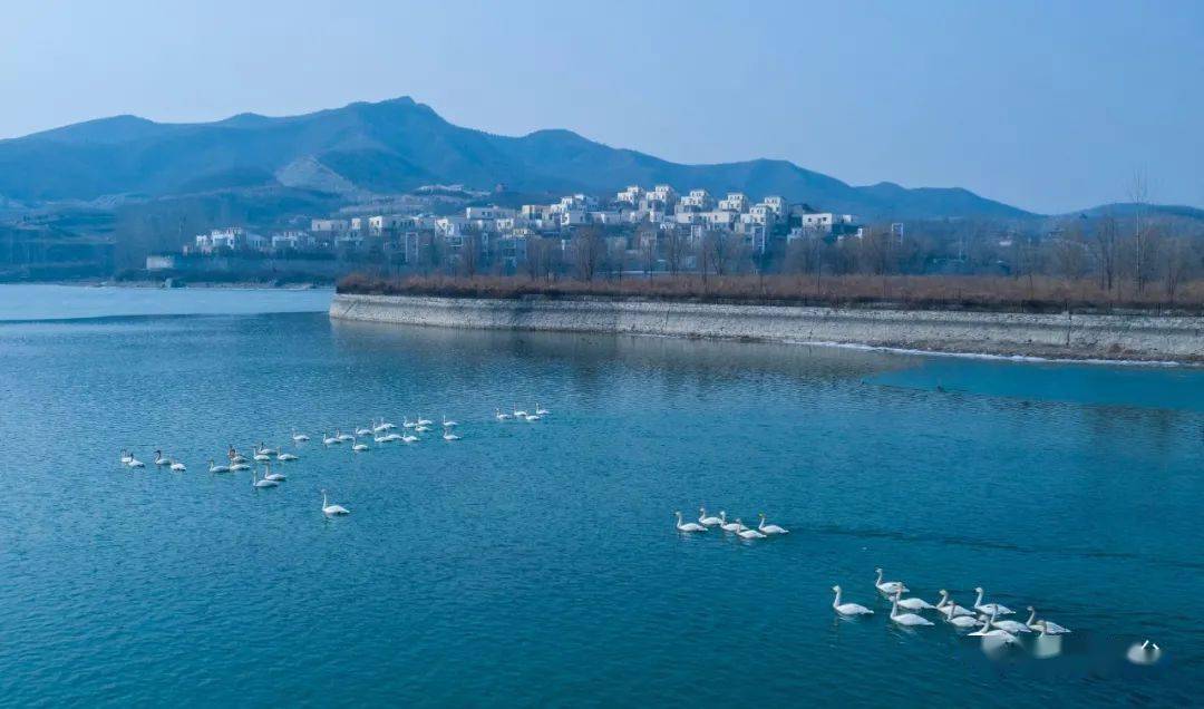 如约而至而在不经意间乍暖还寒初春迎来了一批特殊的客人易县旺隆水库