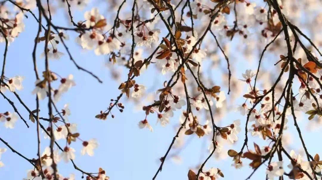 春日小詩|陌上花開,可緩緩歸矣