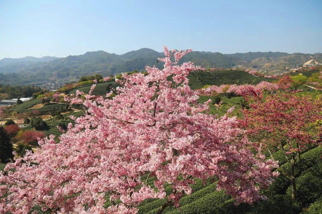 不要错过了永福最新一波樱花颜值爆棚