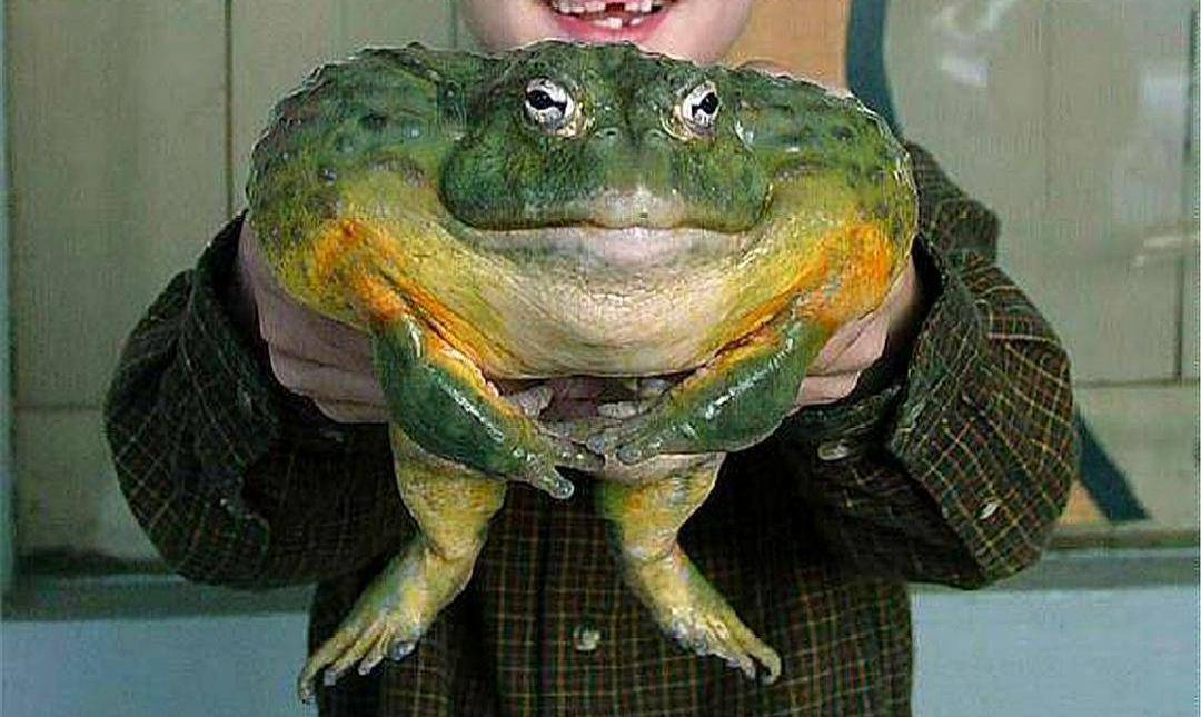 蛙状脸图片