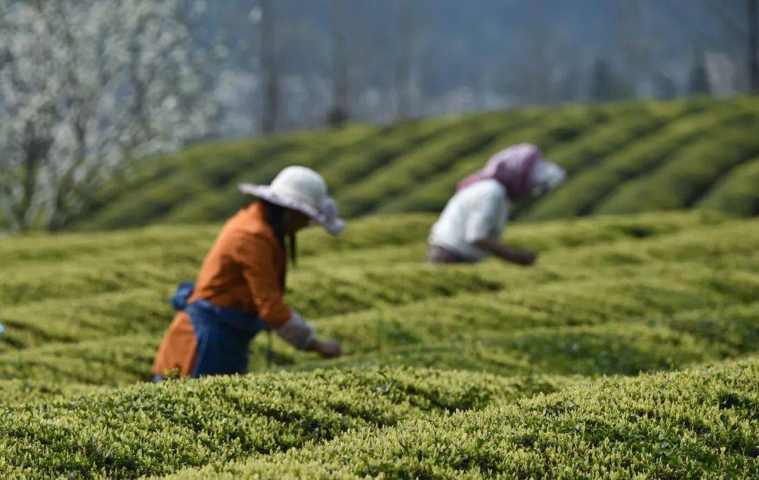 有什么简单的曲谱