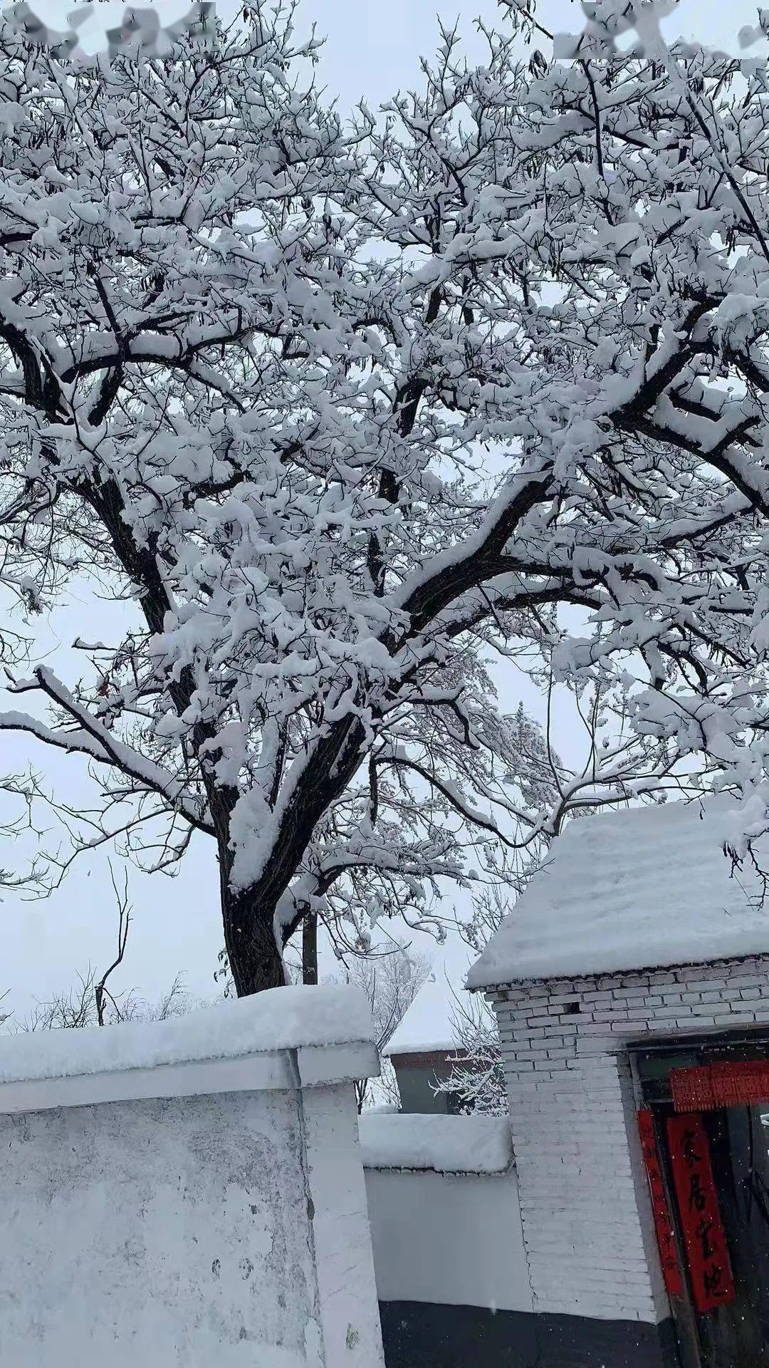 紧急潍坊大雪袭城发布暴雪预警