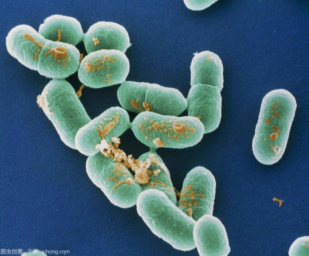 新春特辑云南省疾控中心提醒节后剩菜过多当心此菌污染