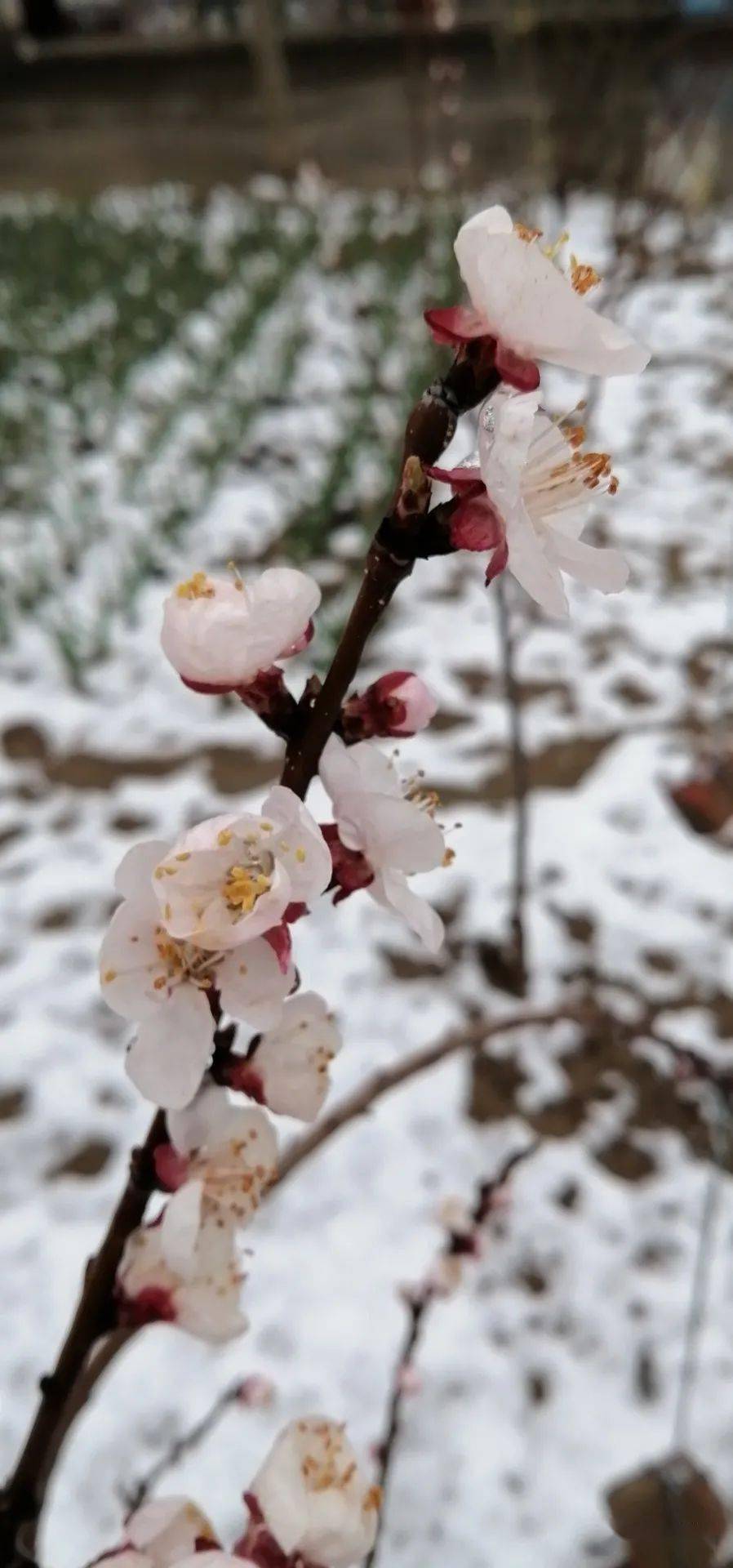 杏花雪景,冰雪蜡梅,雅提供上图.红梅雪景,简单式,幸福拍摄提供上图.