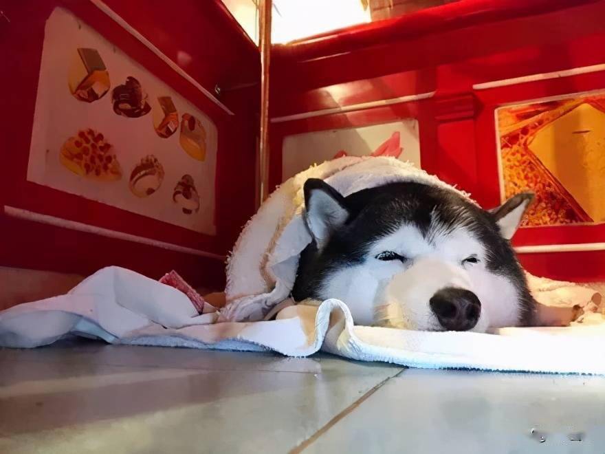 珠宝店被持枪抢劫,二哈却在一旁睡得十分香甜,网友:它在第五层