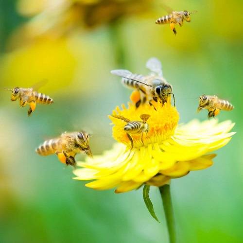 中国农科院蜜蜂所供图蜜蜂采集树胶后回到蜂箱,以供加工成蜂胶.