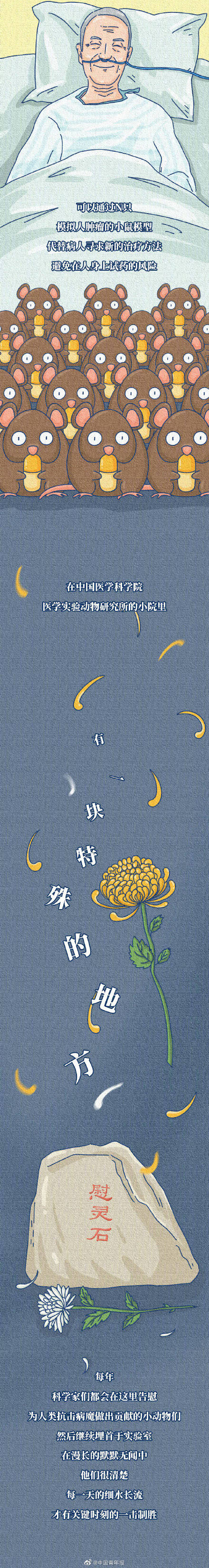 秦川|猴子得不得新冠，这很重要吗？