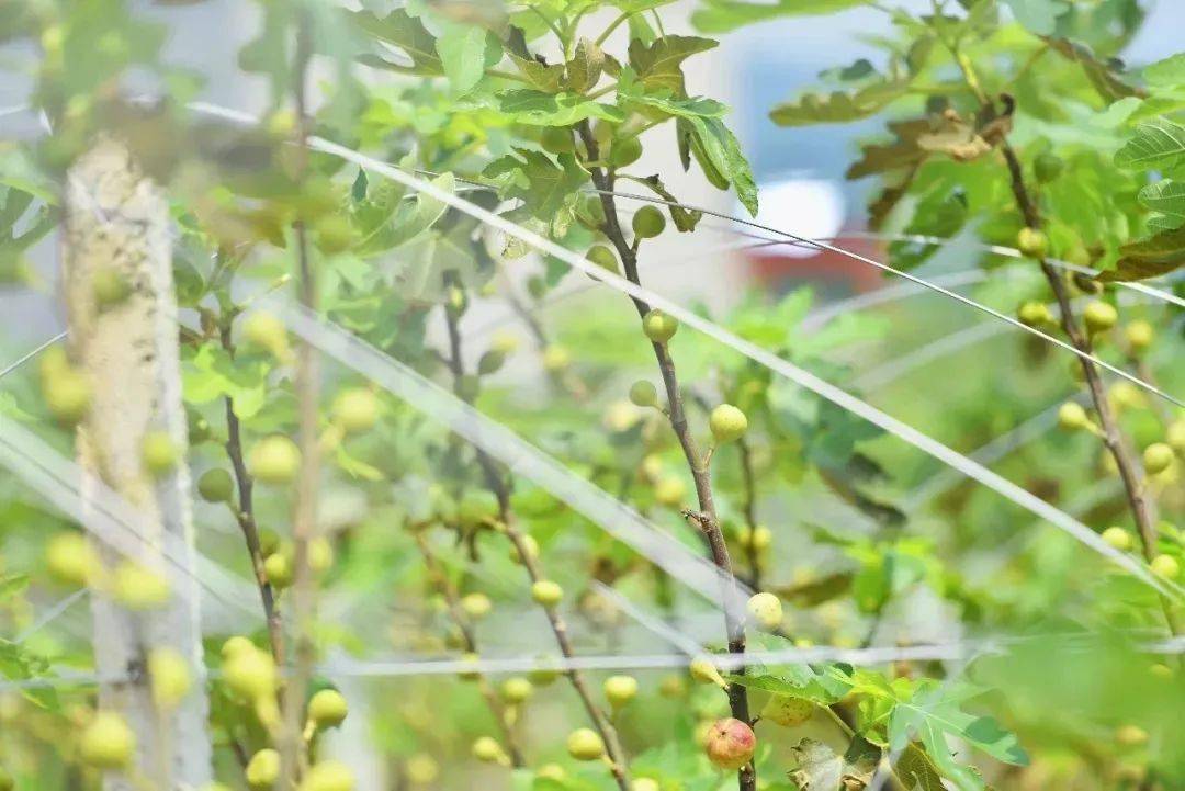 河源人口_河源恐龙博物馆