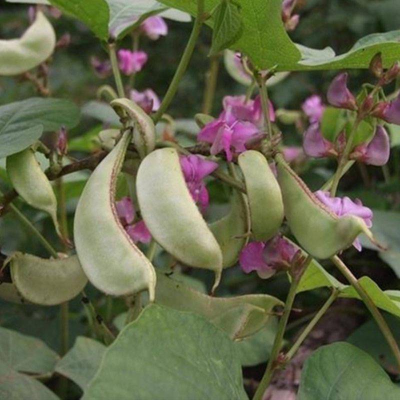 提早100天上市!品质好,摘不败,推荐农村种扁豆的菜农使用