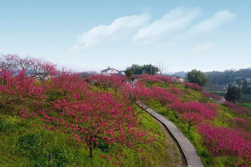 首发2021永川春游赏花季最全攻略来啦