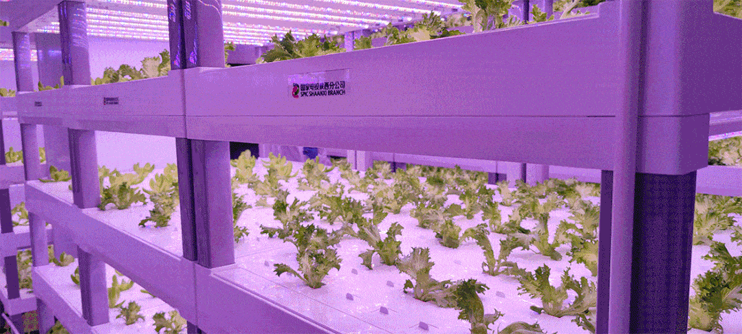智能化种菜 国家电投首个智能植物工厂投入试生产 栽培