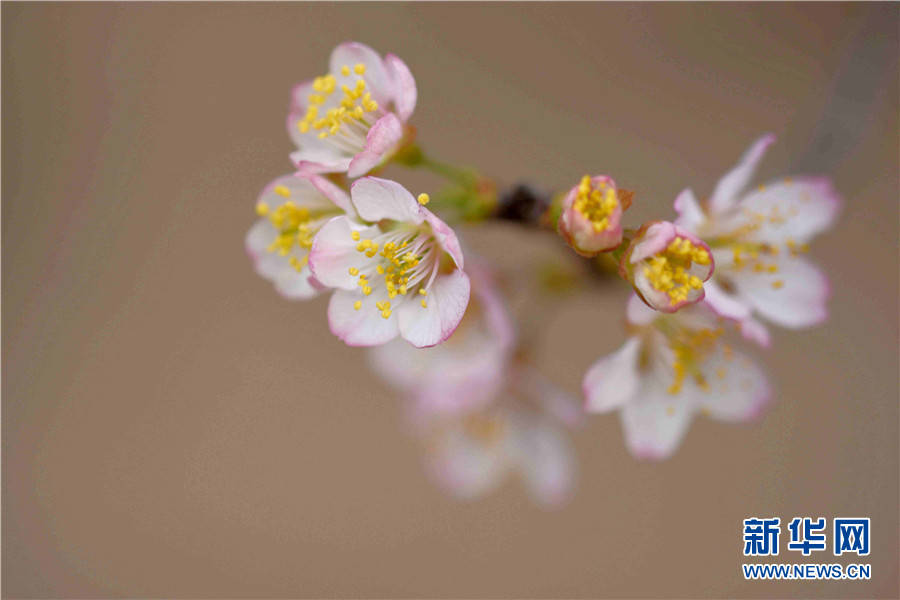 樱桃花开