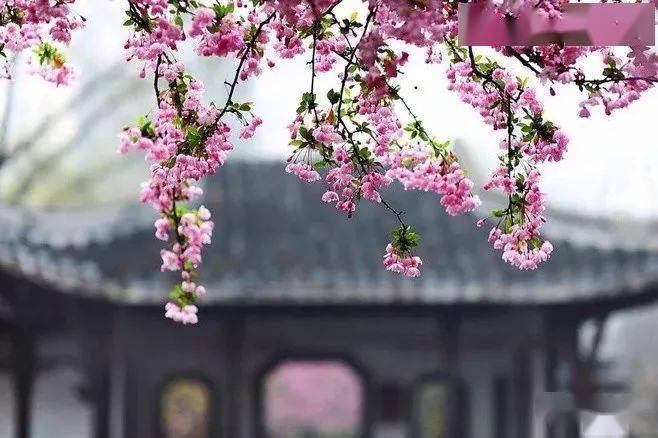 春天来了 居然还分不清桃花 杏花 樱花 梨花 李花 海棠花吗 花瓣