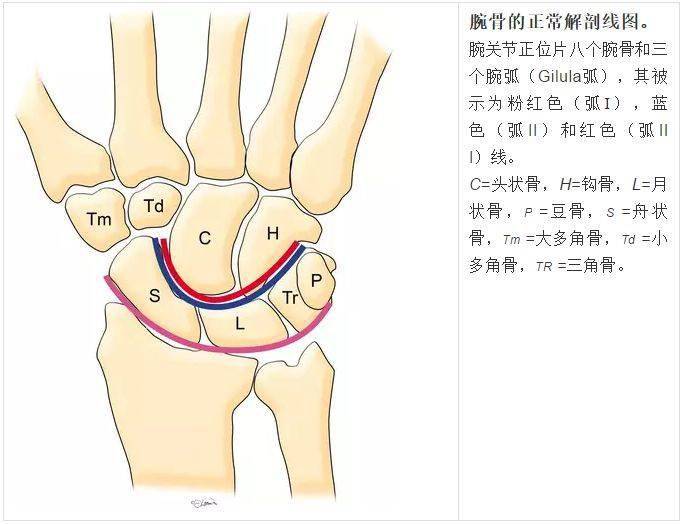 腕关节大全 解剖 骨折 脱位 值得收藏 互动