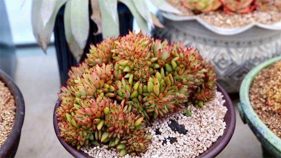 多肉植物中的变异形态缀化群生你喜欢吗