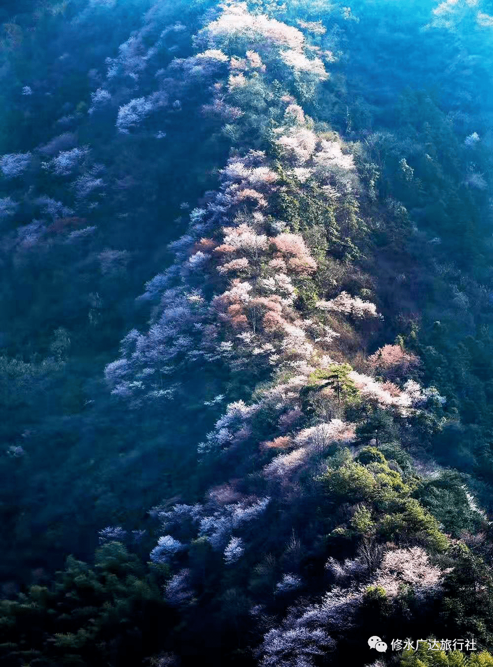 樱为爱赏山樱花布甲溶洞一日游