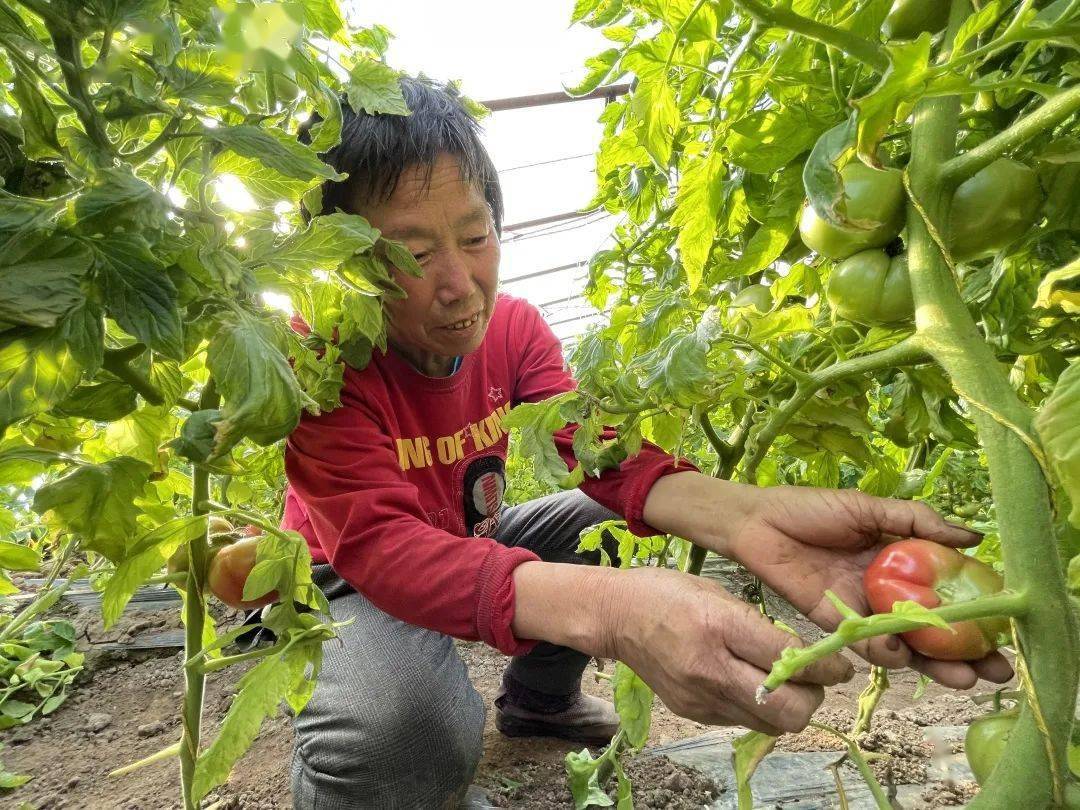 找回儿时的味道,夏各庄镇老口味西红柿成熟上市啦!