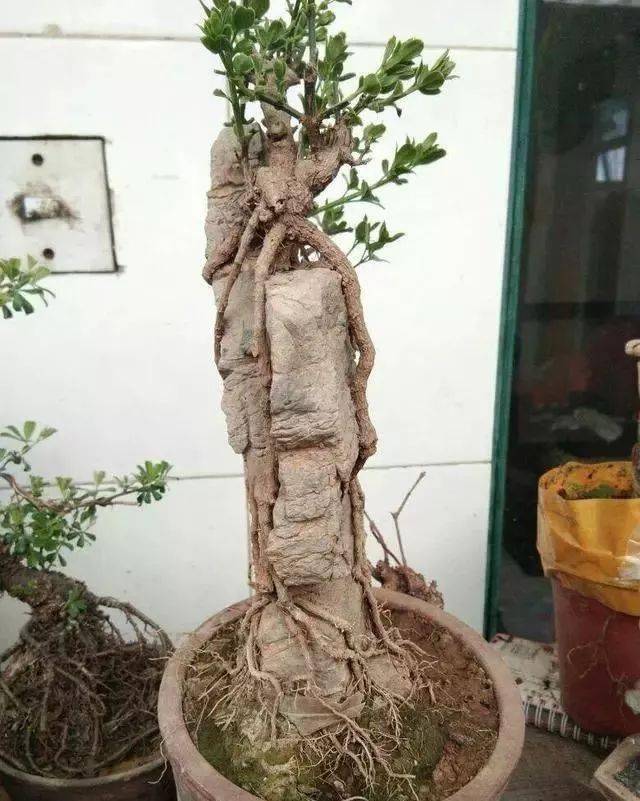 石头配树桩盆景价无双