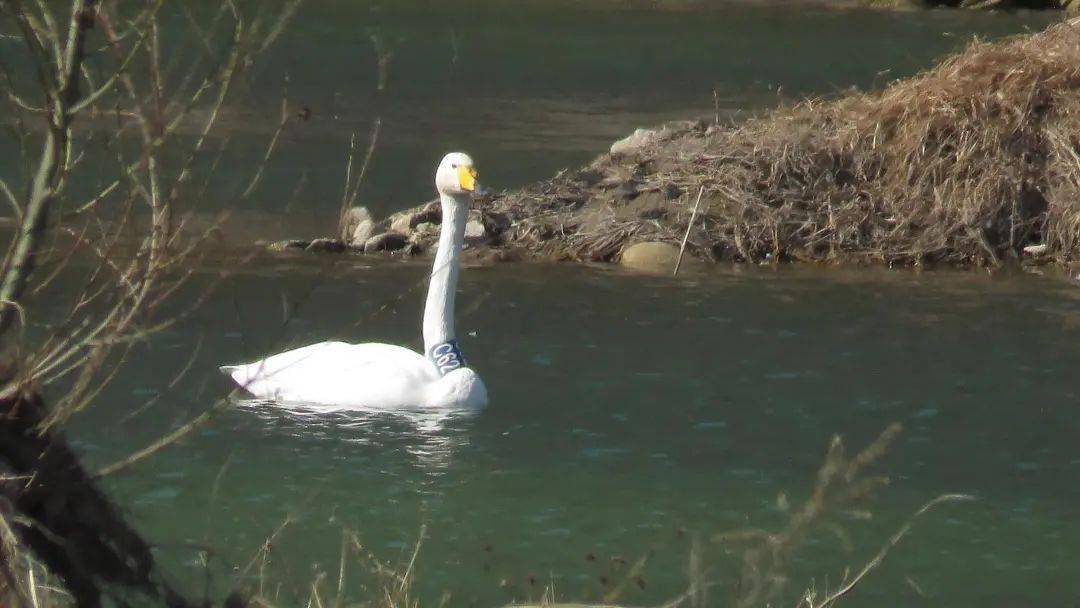 【热点】嵩县伊河来了几只美丽白天鹅：其中一只从三门峡飞临嵩县！