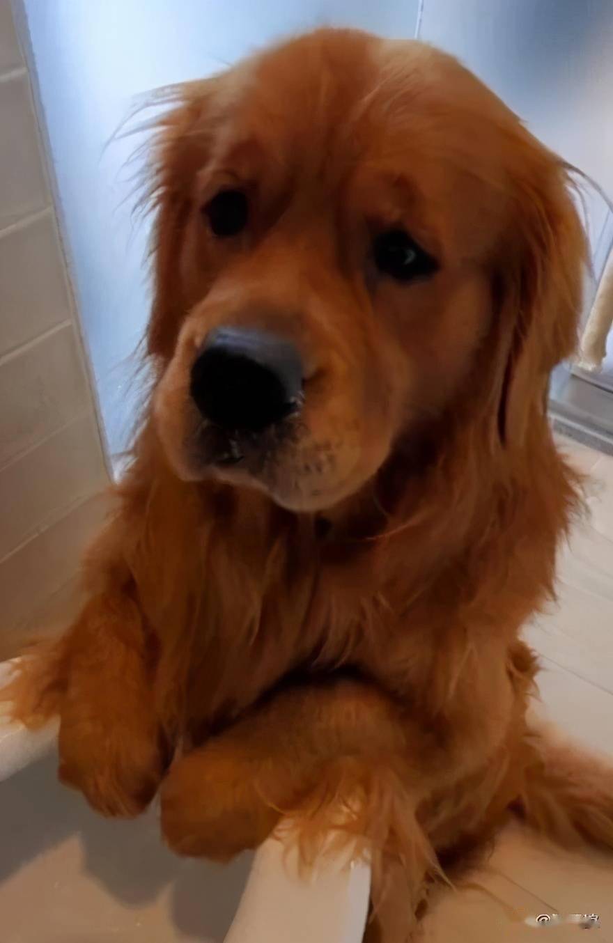 主人骗它玩具被冲走了单纯金毛抱着马桶快哭出来好坏