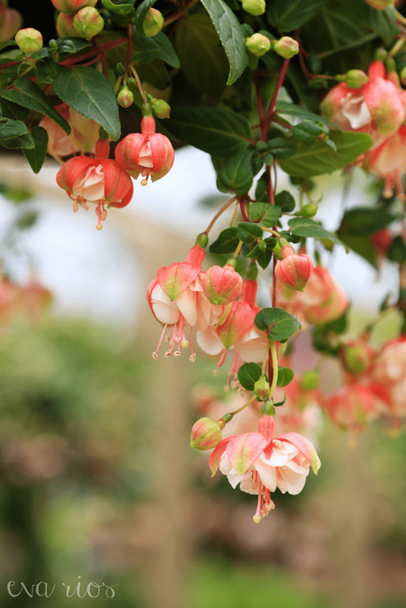 又萌又喜庆!家里有这几种灯笼花,好运临门