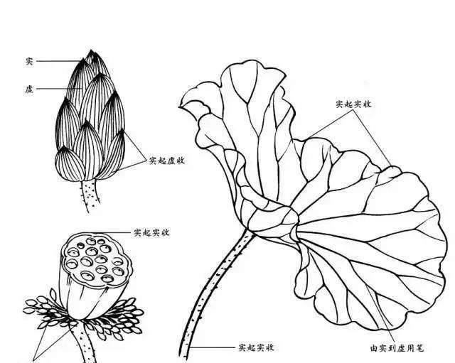 【国画教程】简单易学的白描荷花教程