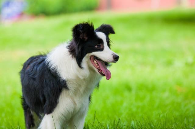 边牧专栏丨边境牧羊犬犬种简介 训练